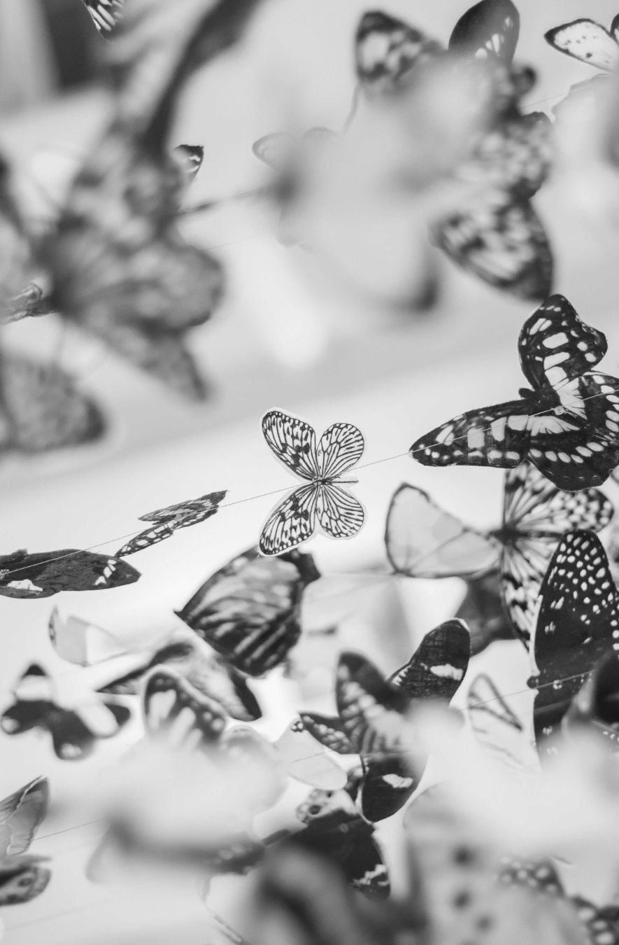Black and white photo of butterflies